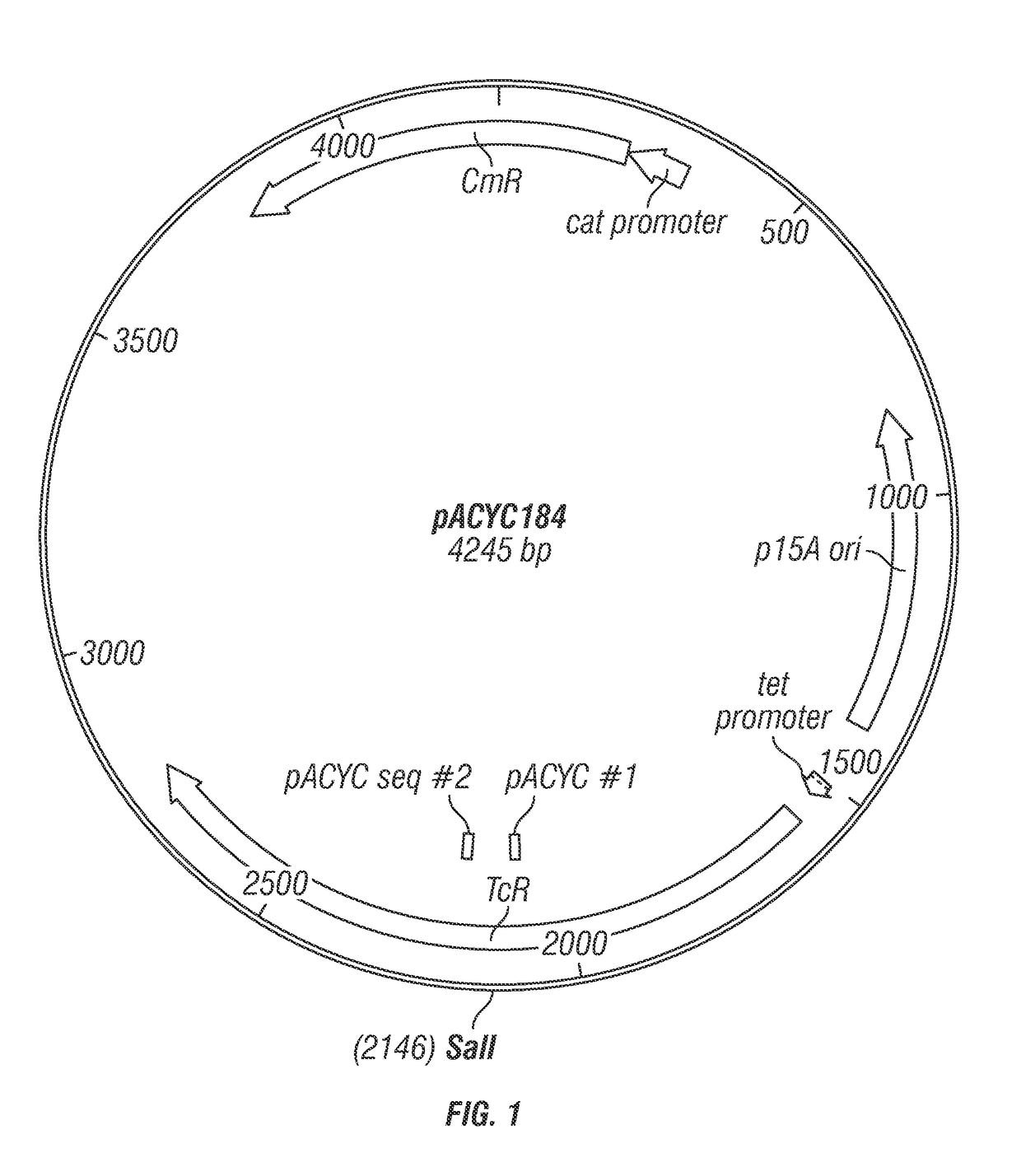 Combinatorial platform for the display of surface adjuvants and antigens