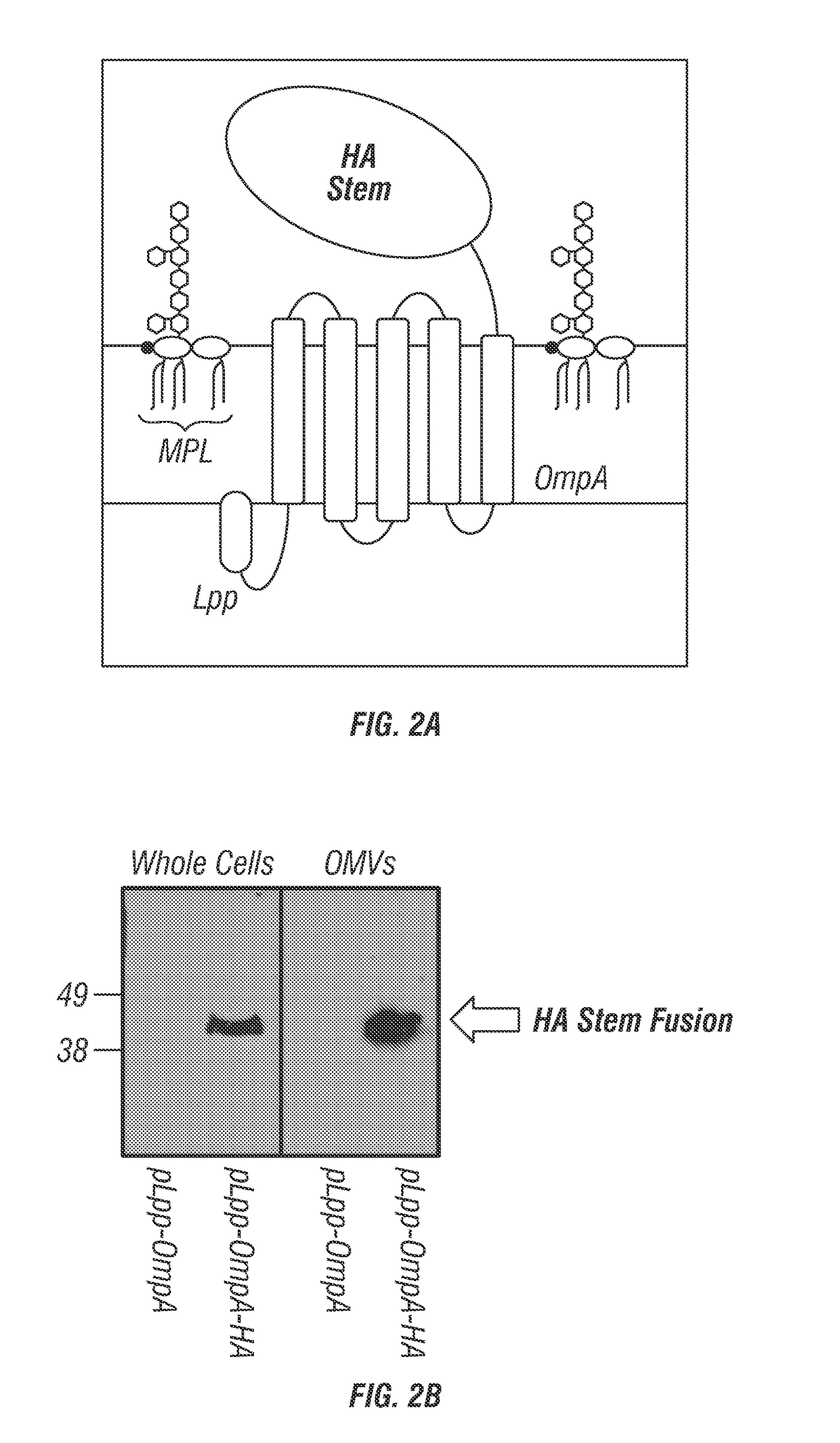 Combinatorial platform for the display of surface adjuvants and antigens