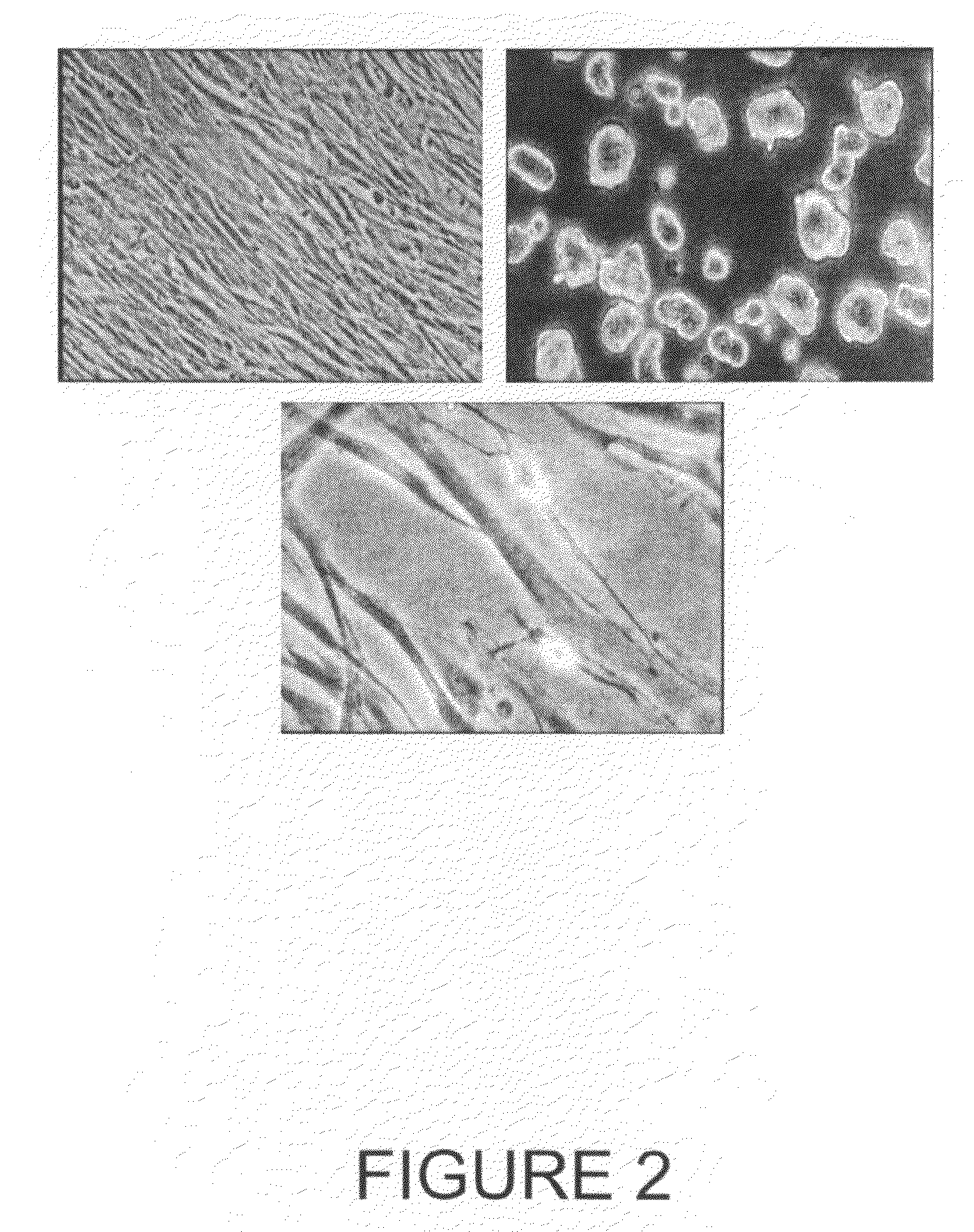 Pluripotent embryonic-like stem cells derived from corneal limbus, methods of isolation and uses thereof