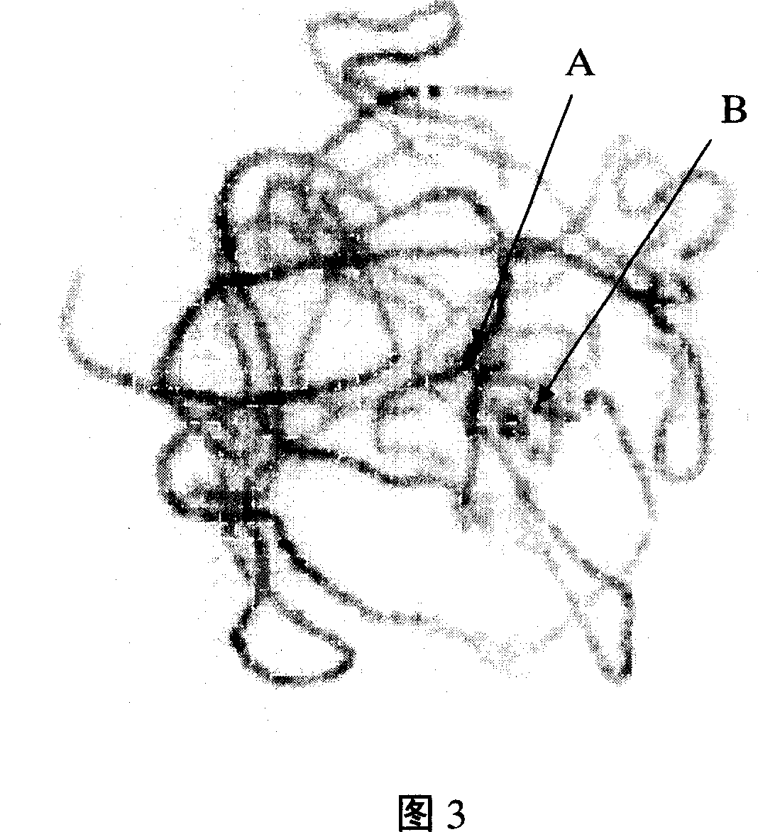 Cotton pachytene chromosome fluorescence in-situ hybridization method