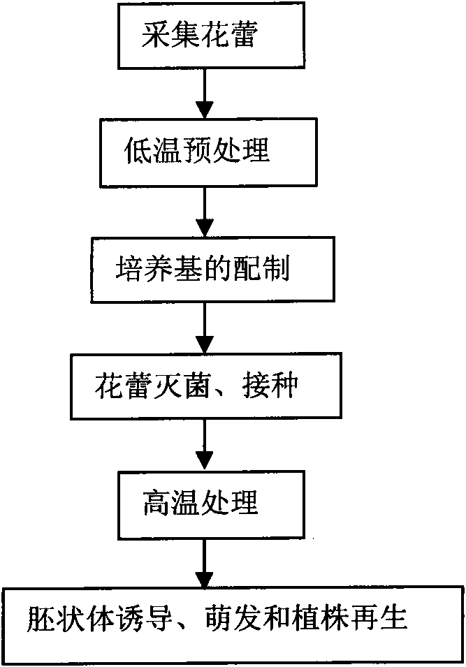 Method for fast obtaining regenerated plant for cayenne pepper anther culture