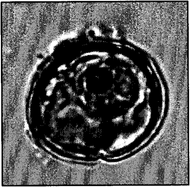 Method for fast obtaining regenerated plant for cayenne pepper anther culture