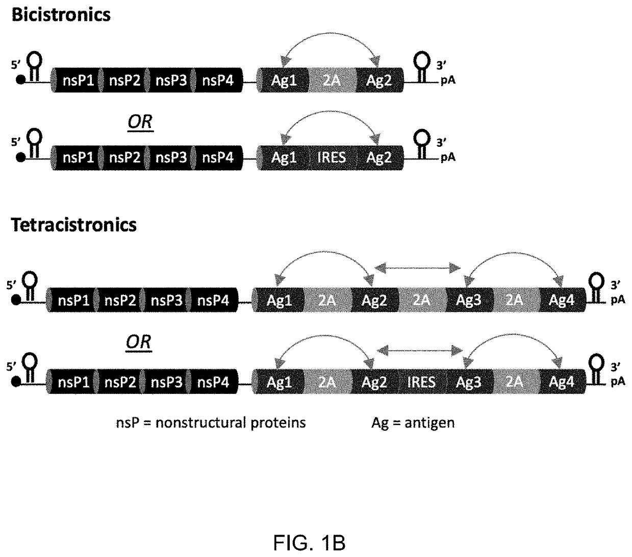 RNA replicon vaccines against hbv