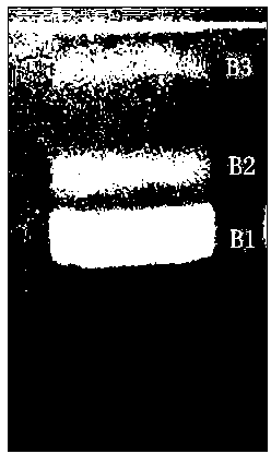 Method for extracting DEHP (di(2-ethylhexyl)phthalate) from fermentation product of ocean paenibacillus polymyxa L1-9 and application