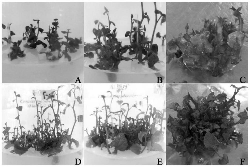 Artificial efficient propagation method of aristolochia tuberosa