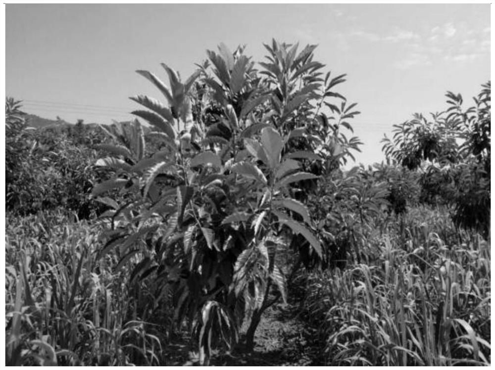 Three-dimensional interplanting method of chestnut and shade-tolerant millet with synergistic coincidence of key growth stages