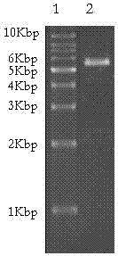 Yeast expression system for expressing HAS-Vmip-II fusion protein and construction method thereof