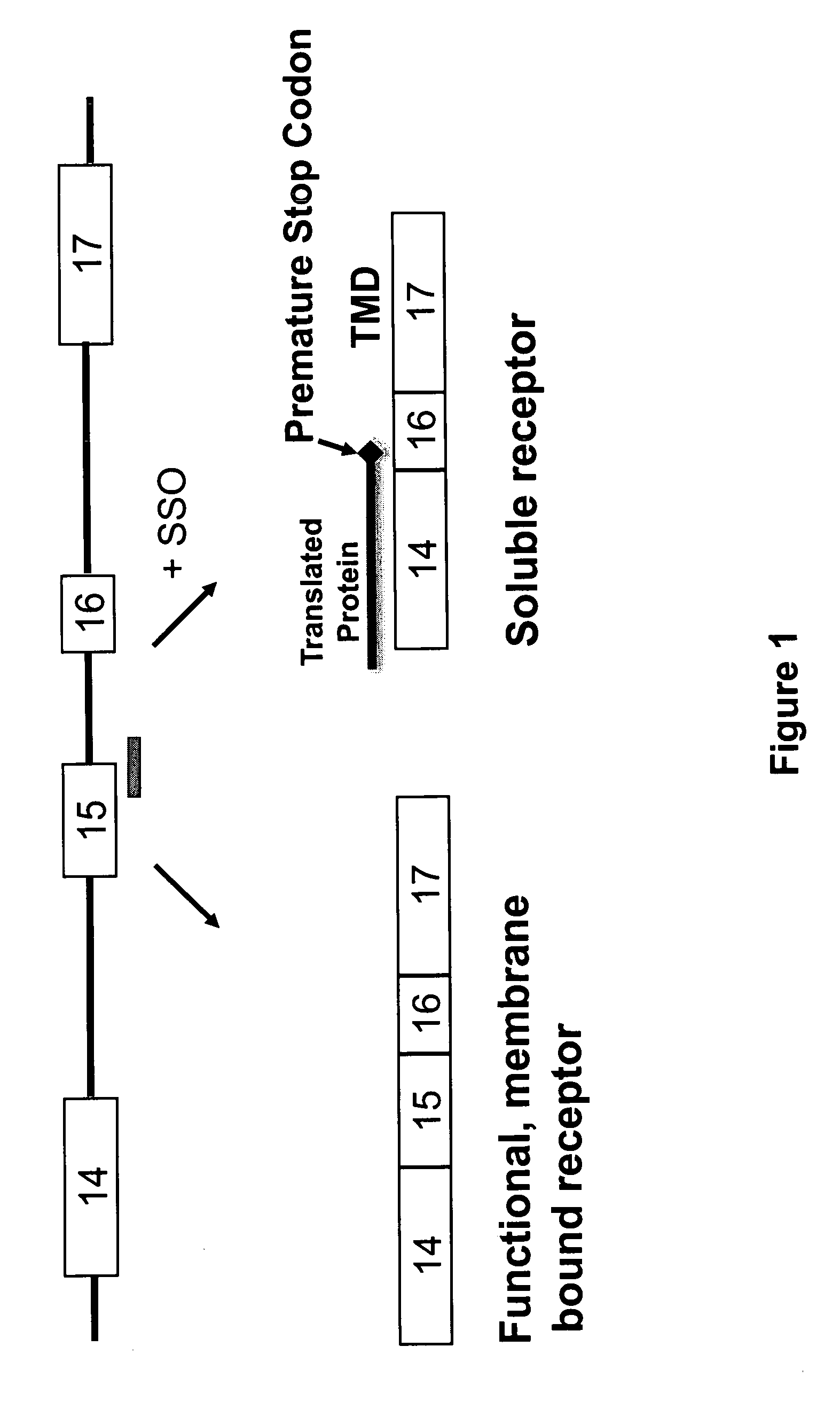 Soluble HER2 and HER3 splice variant proteins, splice-switching oligonucleotides, and their use in the treatment of disease