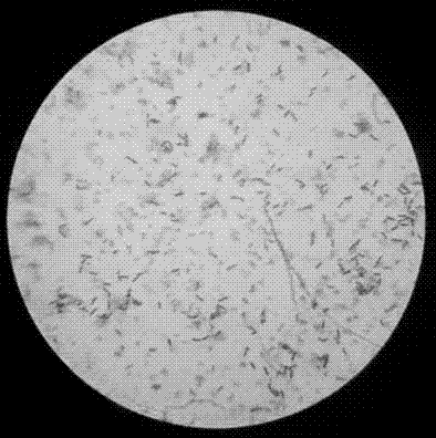 Preparation method for Bacillus amyloliquefaciens HRH 317 and antibacterial substances thereof