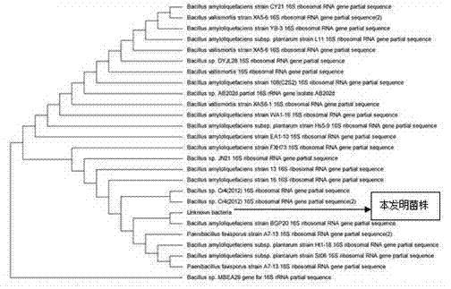 Preparation method for Bacillus amyloliquefaciens HRH 317 and antibacterial substances thereof