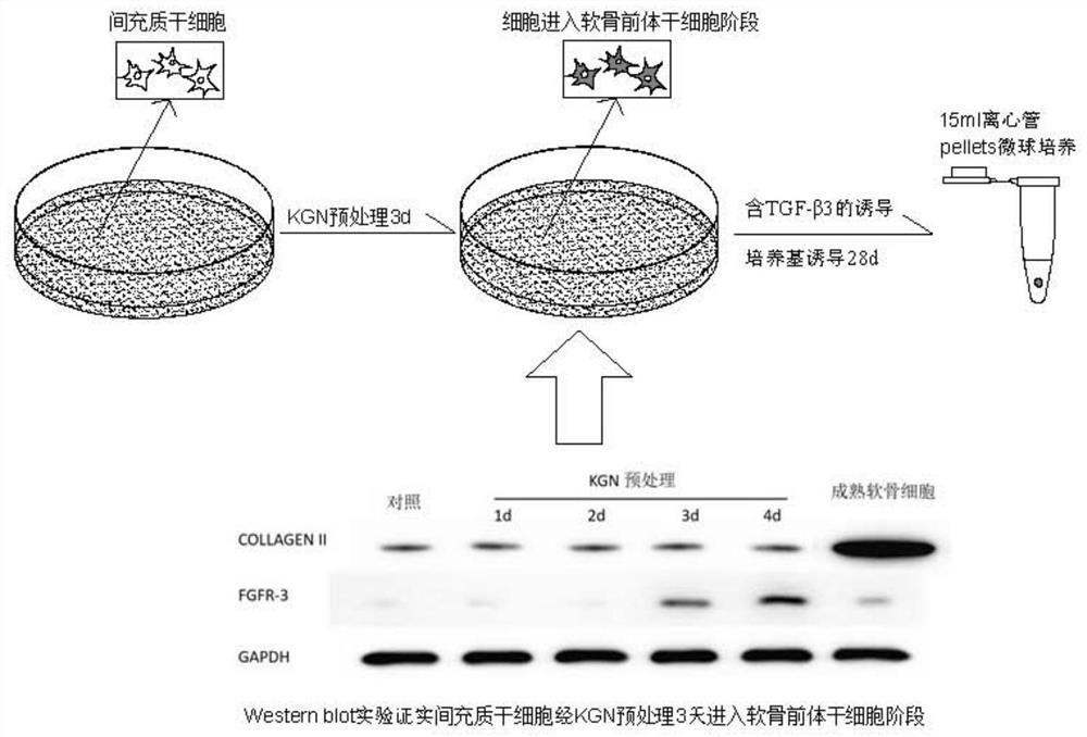 A new induction system and induction method for promoting chondrogenic differentiation of mesenchymal stem cells