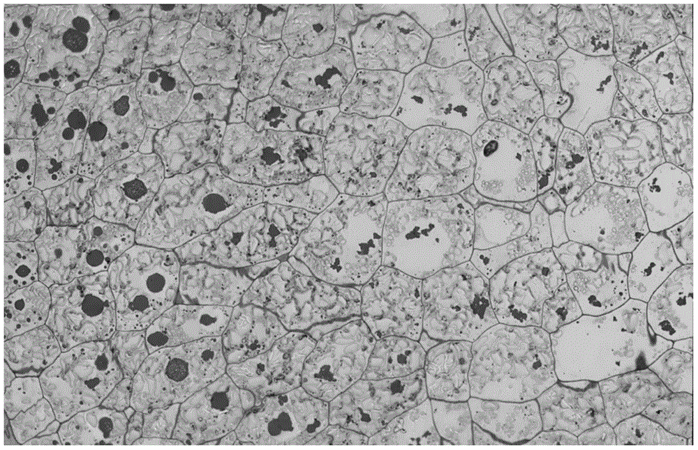 Method for analyzing spatial distribution of wheat endosperm protein bodies