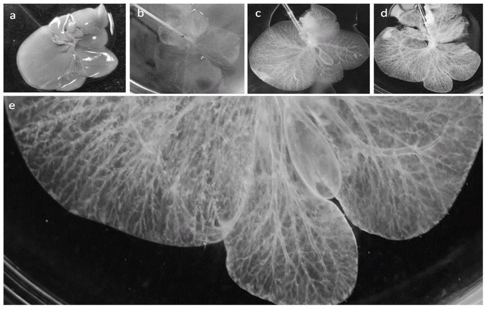 Application and method of stem cell population of hepatogenous expression NG2 (neuron-glial antigen 2) as seed cells in in-vitro 3D (three-dimensional) culture and reconstruction of artificial liver