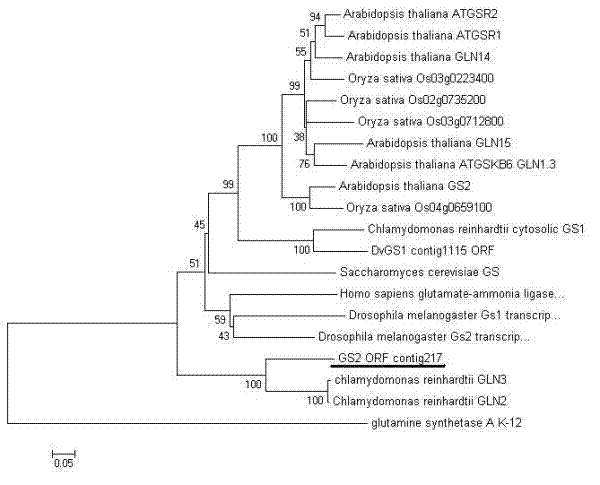 Glutamine synthetase gene, protein coded by same and cloning method therefore