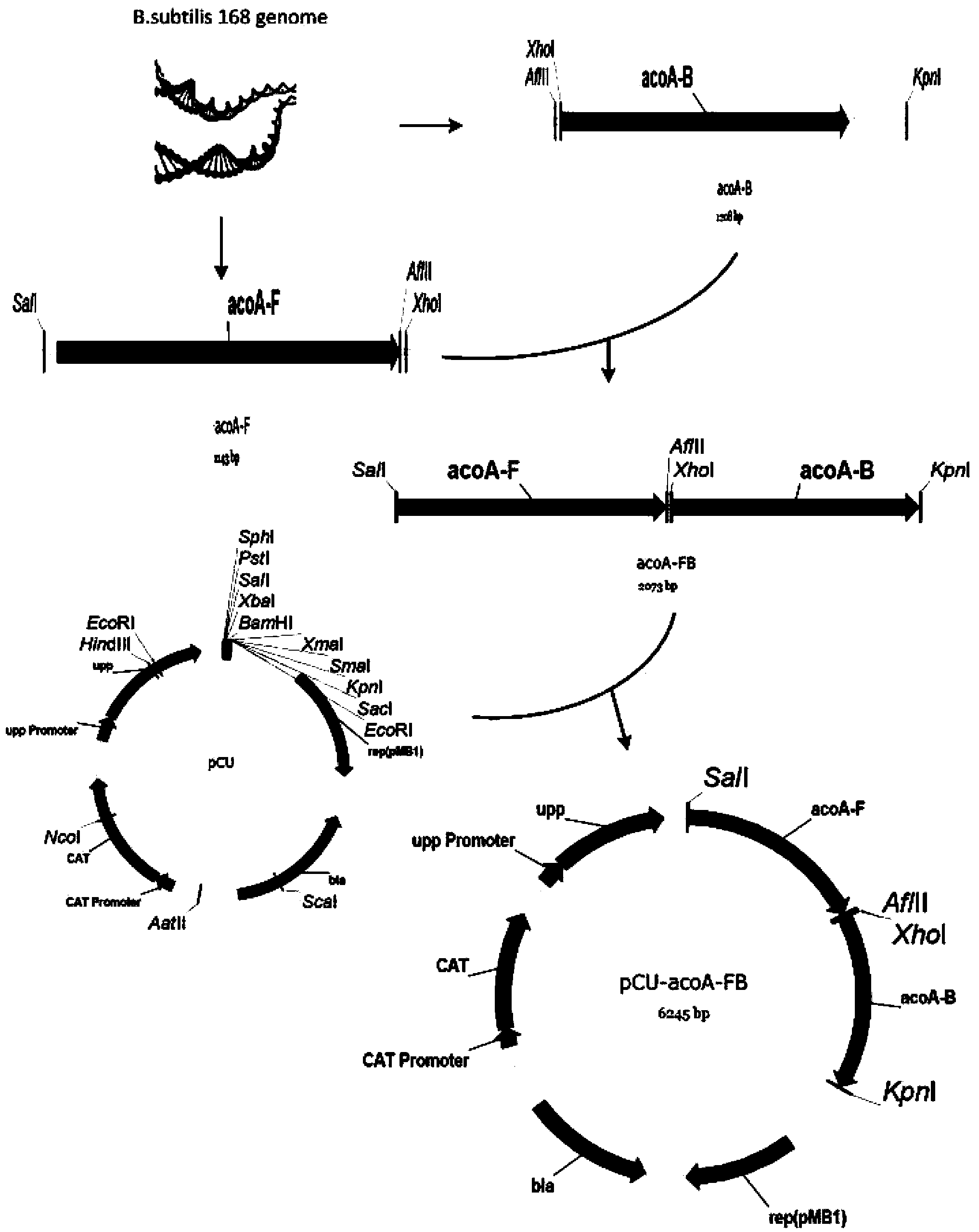 Bacillus subtilis strain for producing high-purity chiral meso-2,3-butanediol as well as construction method and application of strain