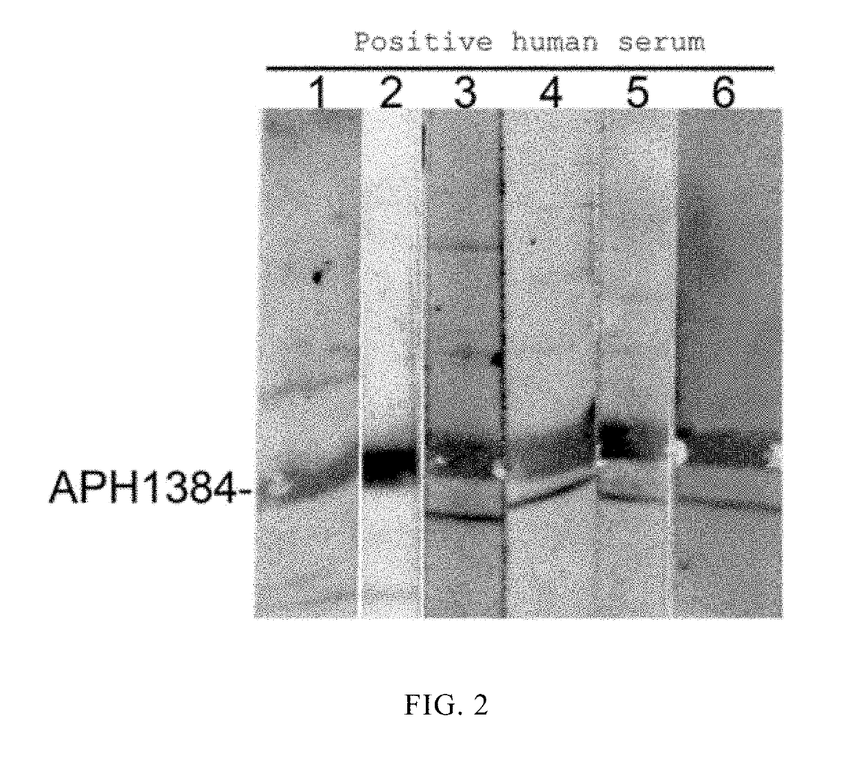 The application of anaplasma phagocytophilum protein aph1384