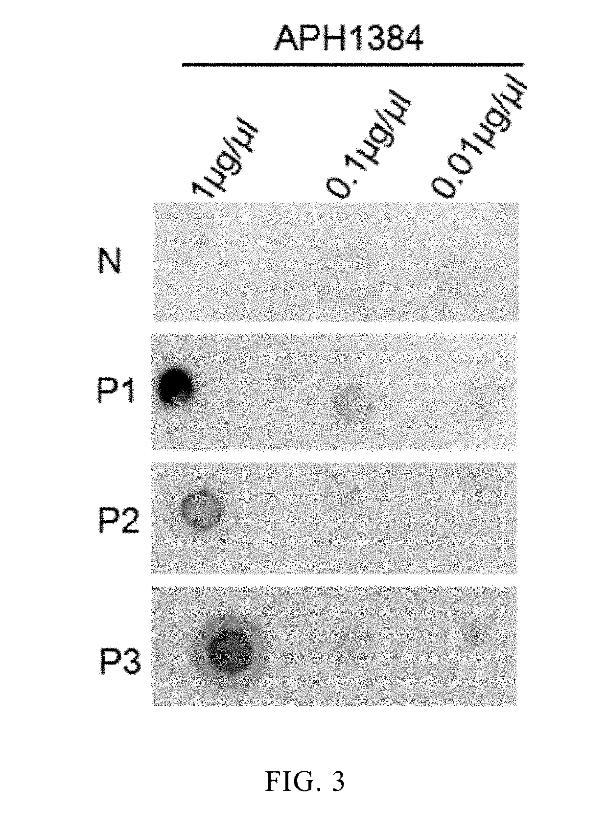 The application of anaplasma phagocytophilum protein aph1384