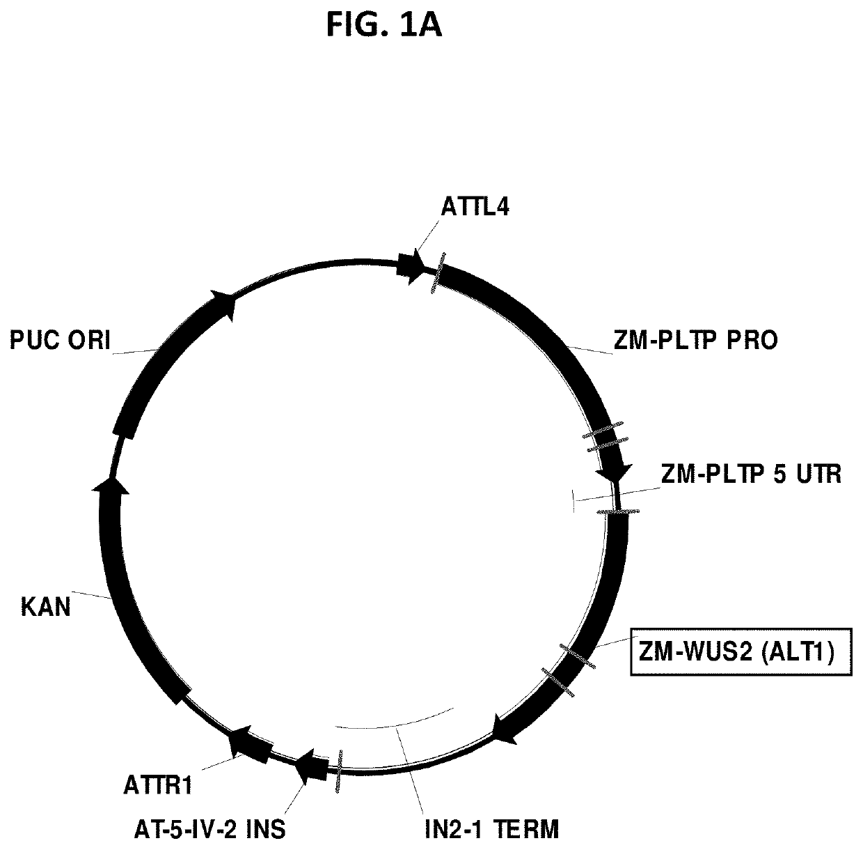 Use of morphogenic factors for the improvement of gene editing