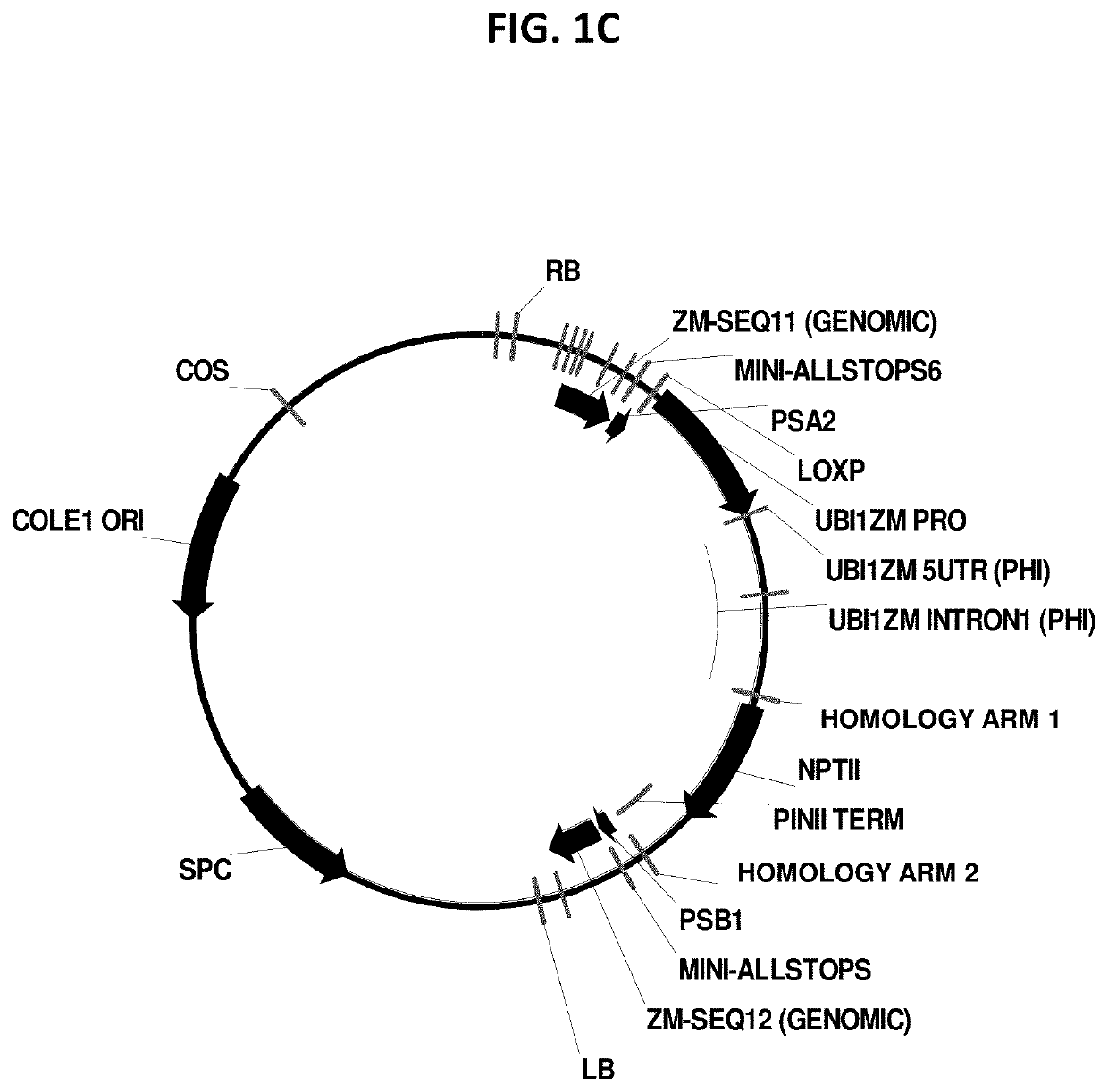 Use of morphogenic factors for the improvement of gene editing