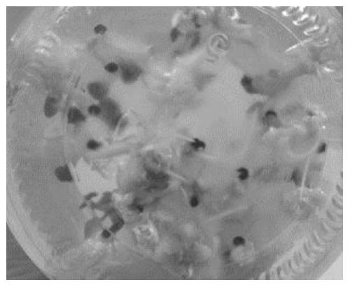 Method for inducing embryogenic callus