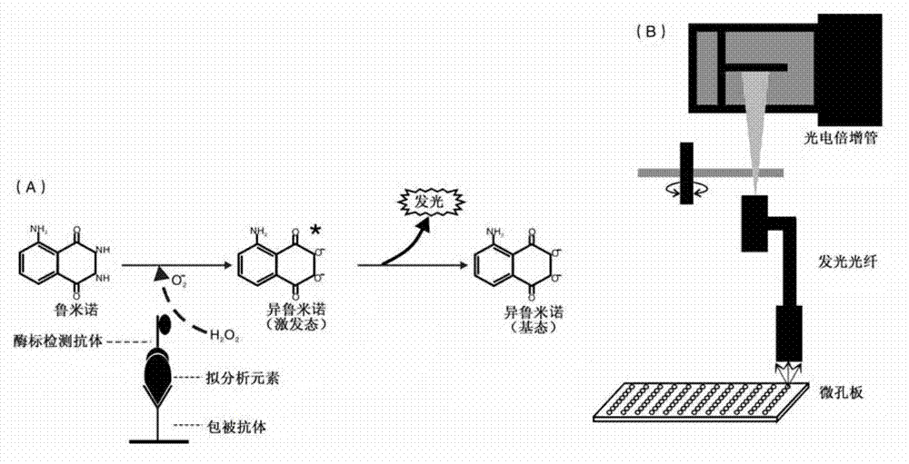 Staphylococcal enterotoxin A chemiluminiscence enzyme-linked immunoassay detection kit