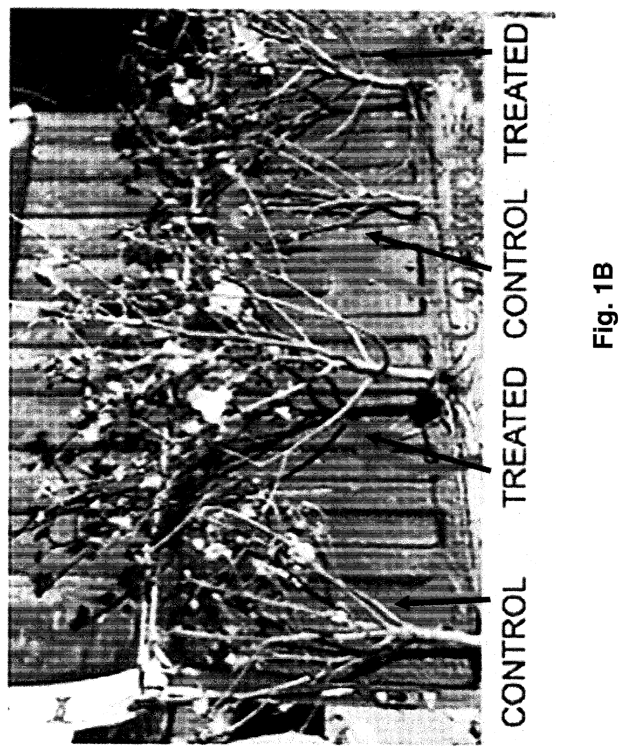 Bioavailable minerals for the mitigation of pathogens in plants