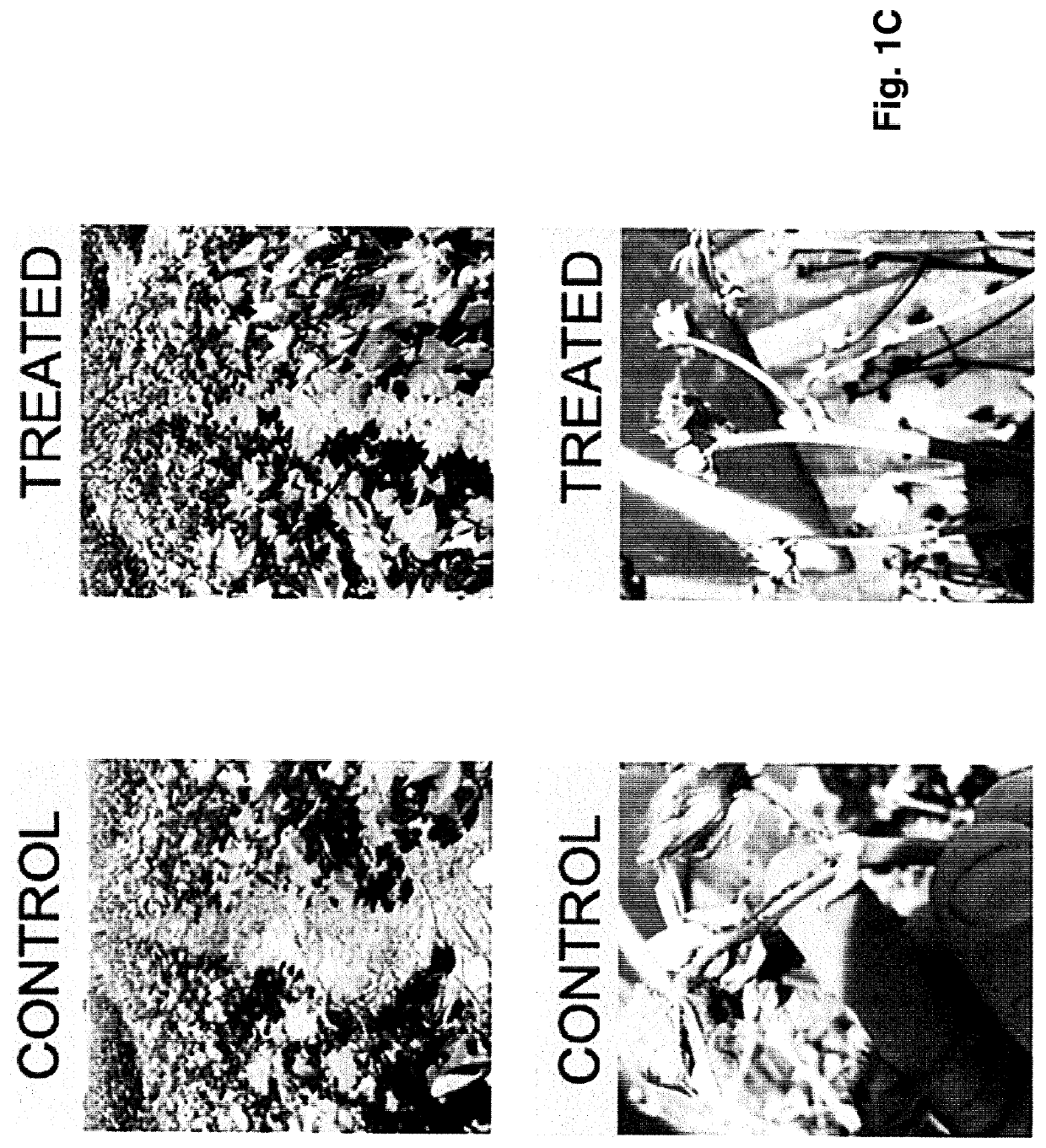 Bioavailable minerals for the mitigation of pathogens in plants