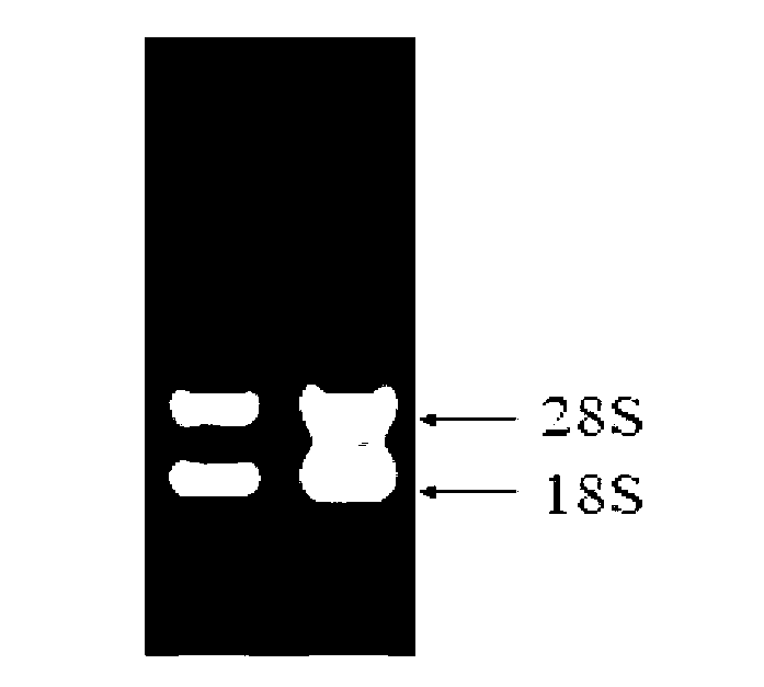 Scylla paramamosain double-stranded specific deoxyribonuclease as well as preparation method and application thereof