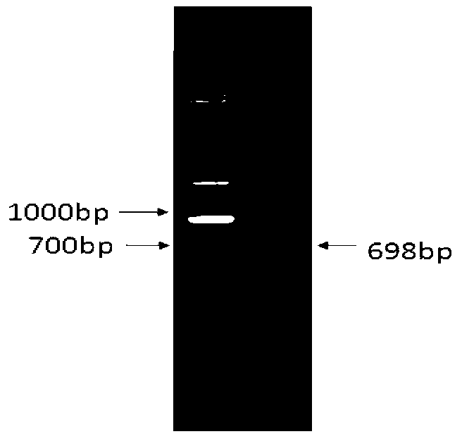 Scylla paramamosain double-stranded specific deoxyribonuclease as well as preparation method and application thereof