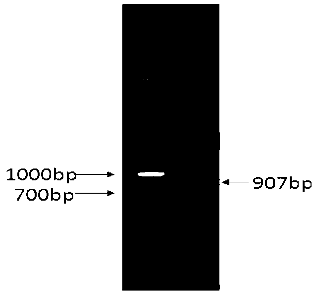 Scylla paramamosain double-stranded specific deoxyribonuclease as well as preparation method and application thereof