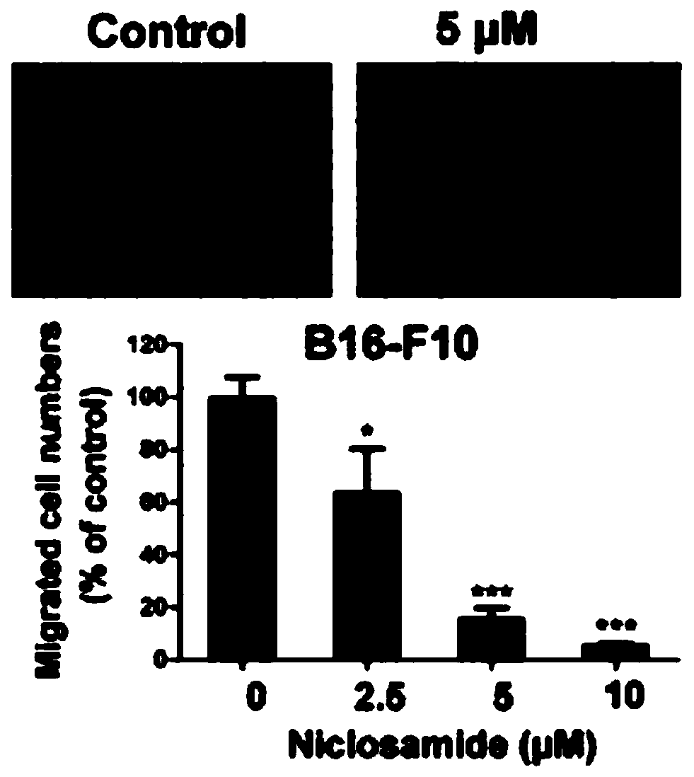 Applications of niclosamide for preventing pulmonary metastasis of malignant melanoma