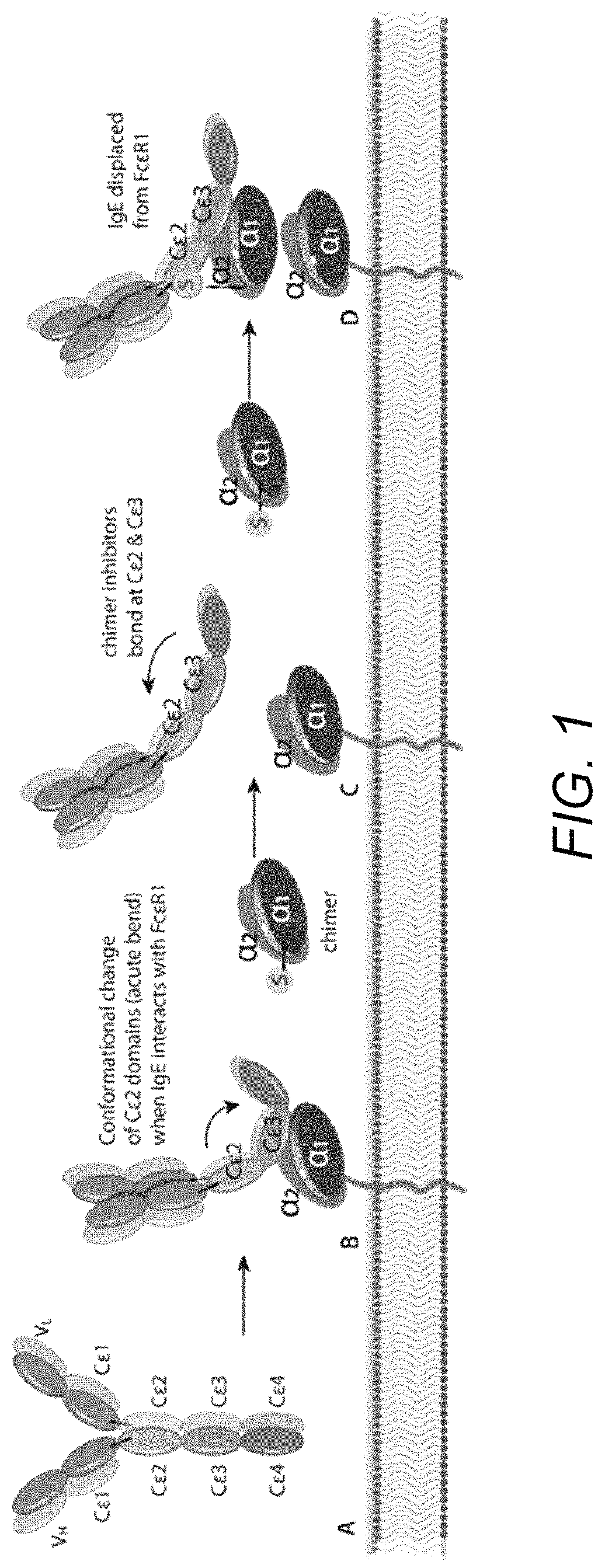 Treatment of allergic diseases with chimeric protein