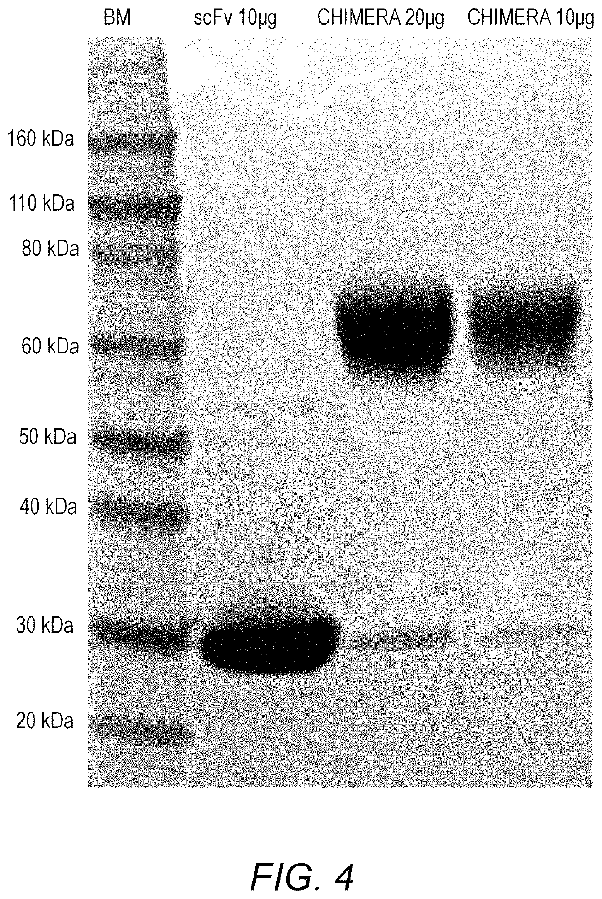 Treatment of allergic diseases with chimeric protein