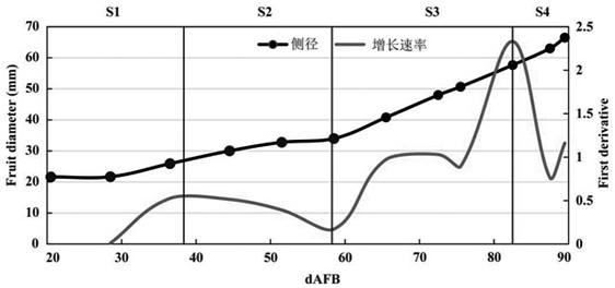 Application of polyamine decomposition inhibitor aminoguanidine in fruit preservation and its application method