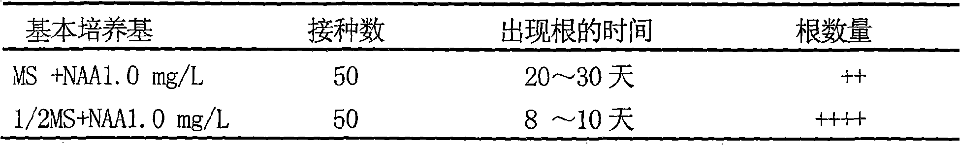 Scutellaria teniana Hand tissue culture method