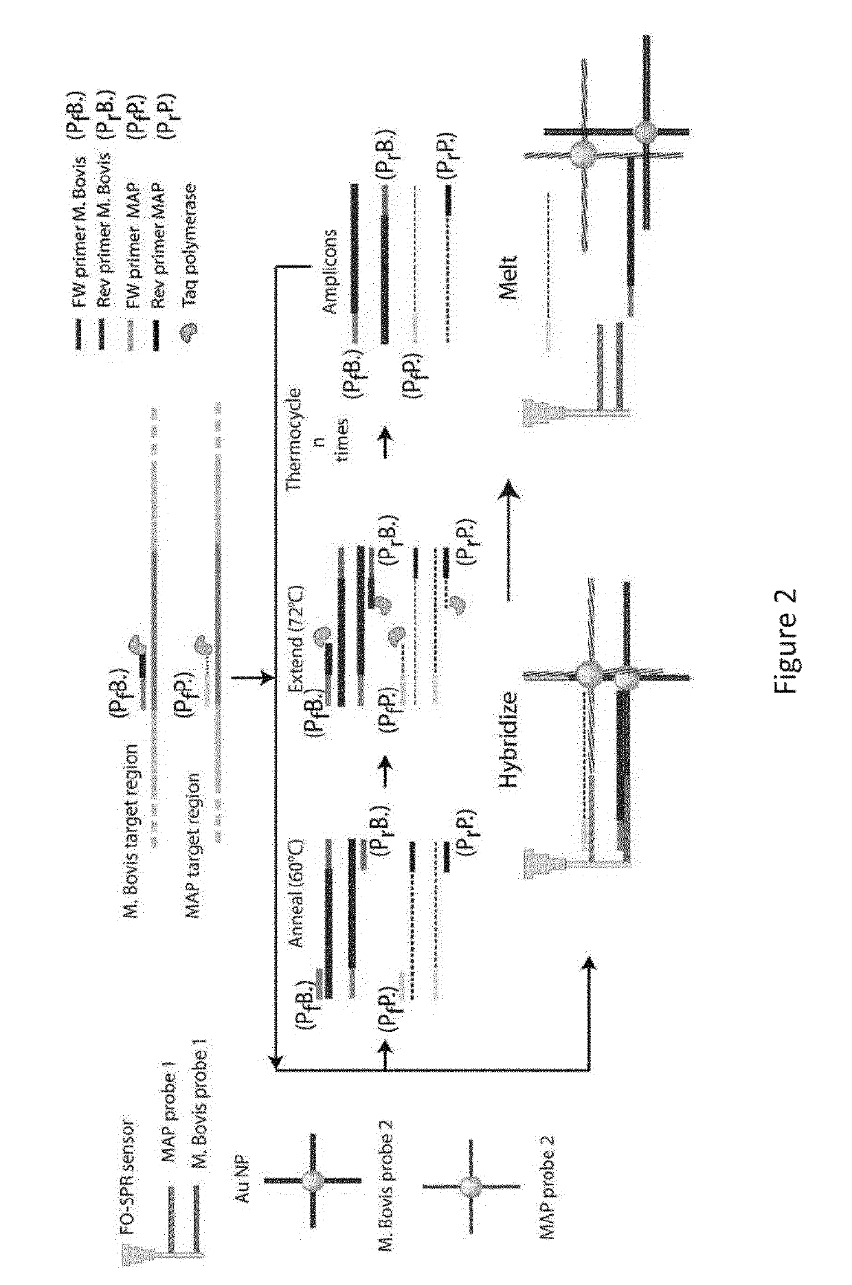 Monitoring DNA amplification