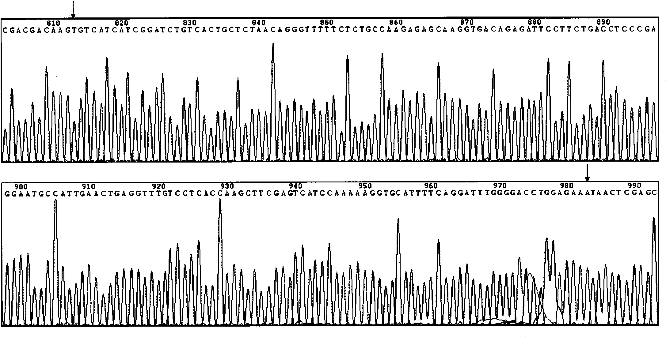 Recombinant human FSHR-57 polypeptide protein and preparation method and application thereof