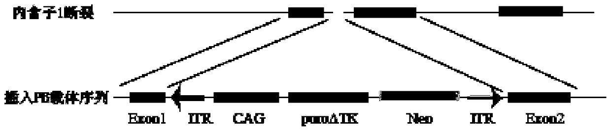 Method of performing gene correction on hemopoietic stem cells of patient with Mediterranean anemia