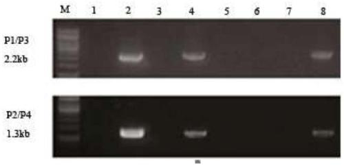 Method of performing gene correction on hemopoietic stem cells of patient with Mediterranean anemia