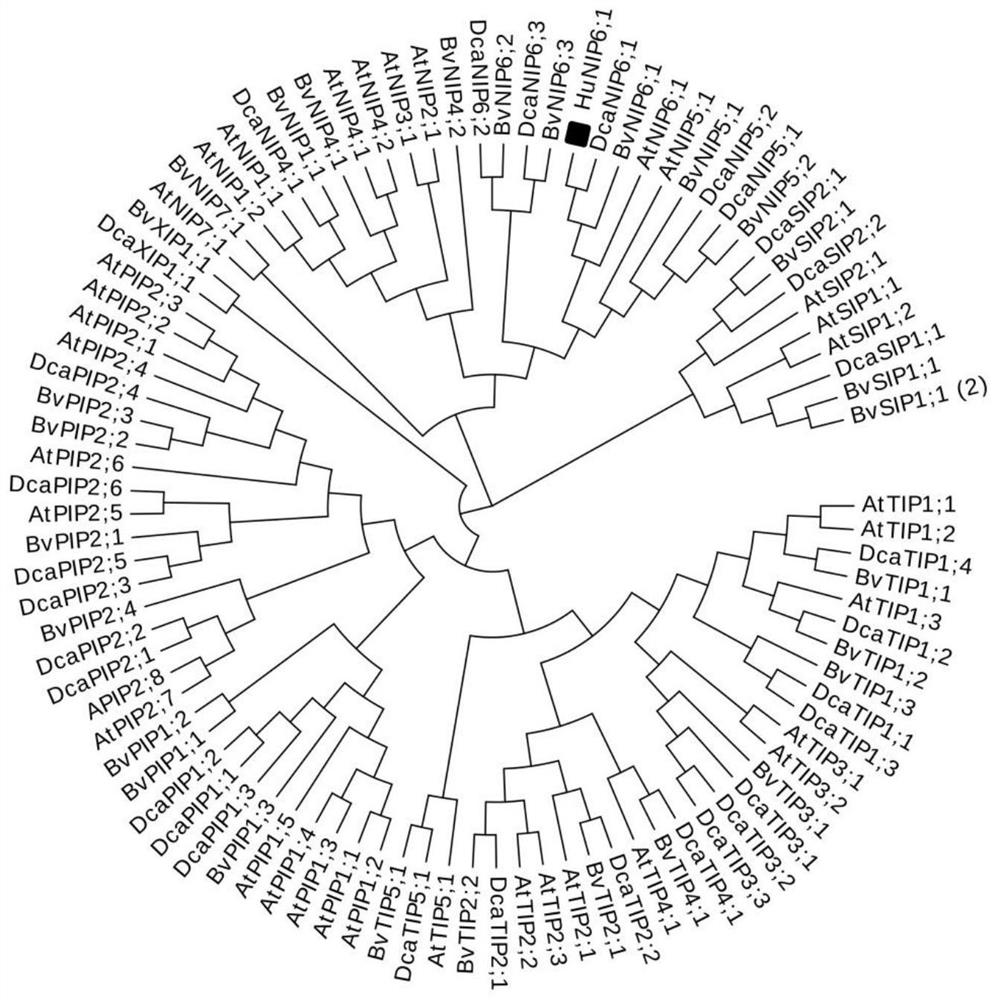 Pitaya HuNIP6;1 gene for promoting precocious flowering of plants and application thereof