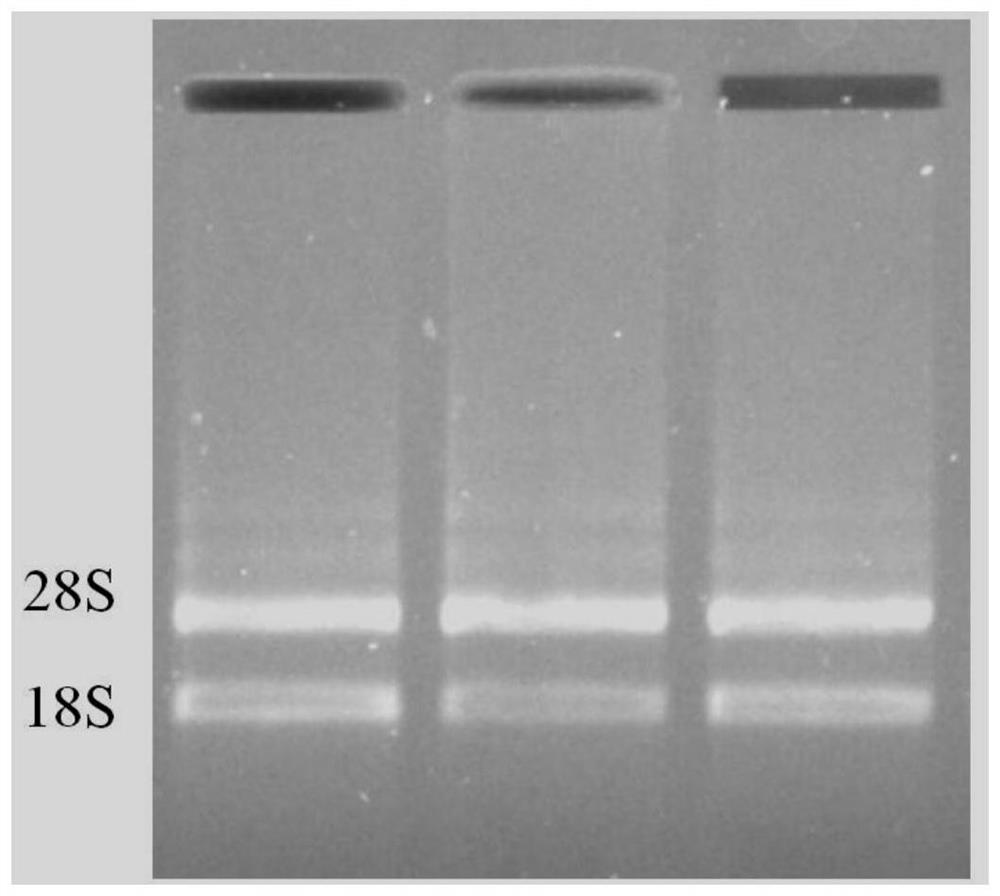 Pitaya HuNIP6;1 gene for promoting precocious flowering of plants and application thereof