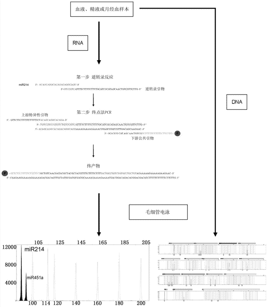 Method for designing primers for compositely detecting multiple microRNAs