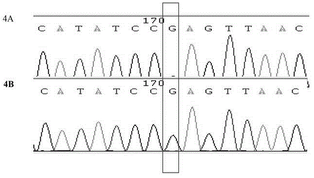 Kit for detecting PJVK gene c.887G&gt;A mutation