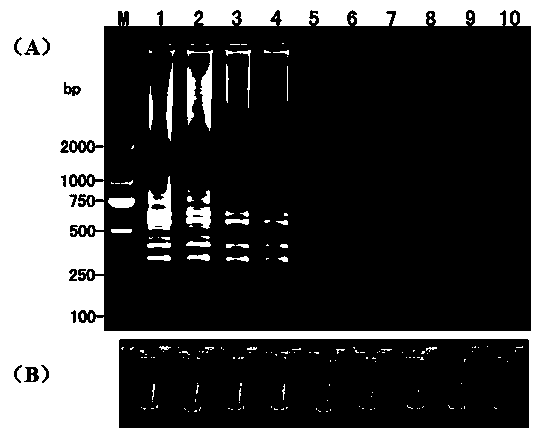 LAMP (Loop-Mediated Isothermal Amplification) primer of phytophthora nicotianae and fast detection method thereof