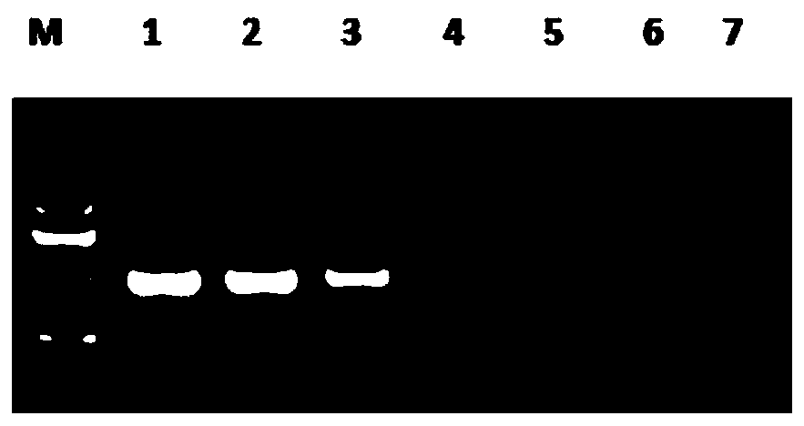 Semi-nested RT-PCR detection method of canine astrovirus