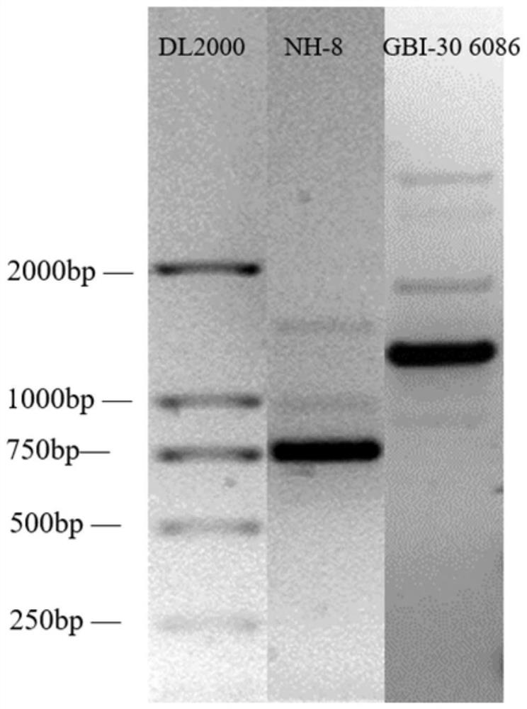 Bacillus coagulans preparation and preparation method thereof