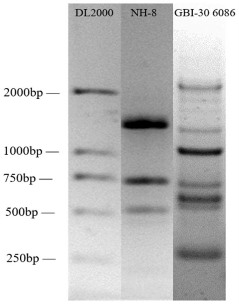 Bacillus coagulans preparation and preparation method thereof