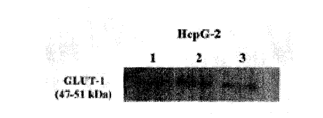 Novel peptide-link base-conjugate and solid phase synthesis method thereof