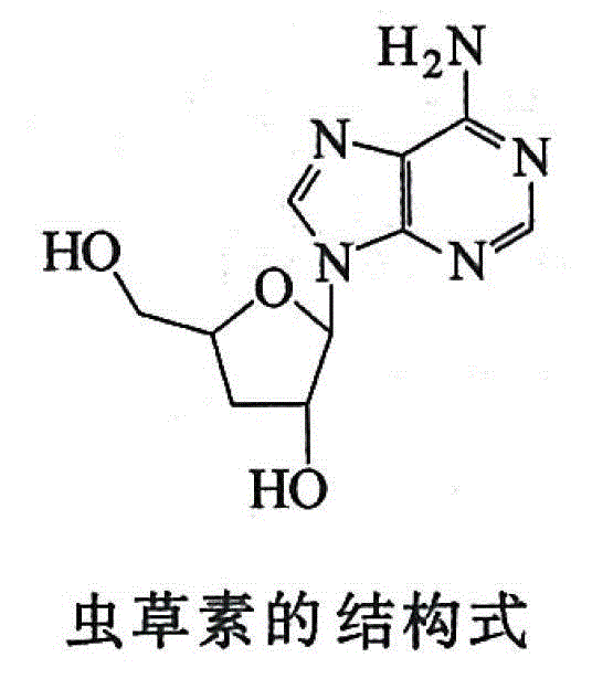 Method for preparing cordyceps preparations with high adenosine contents