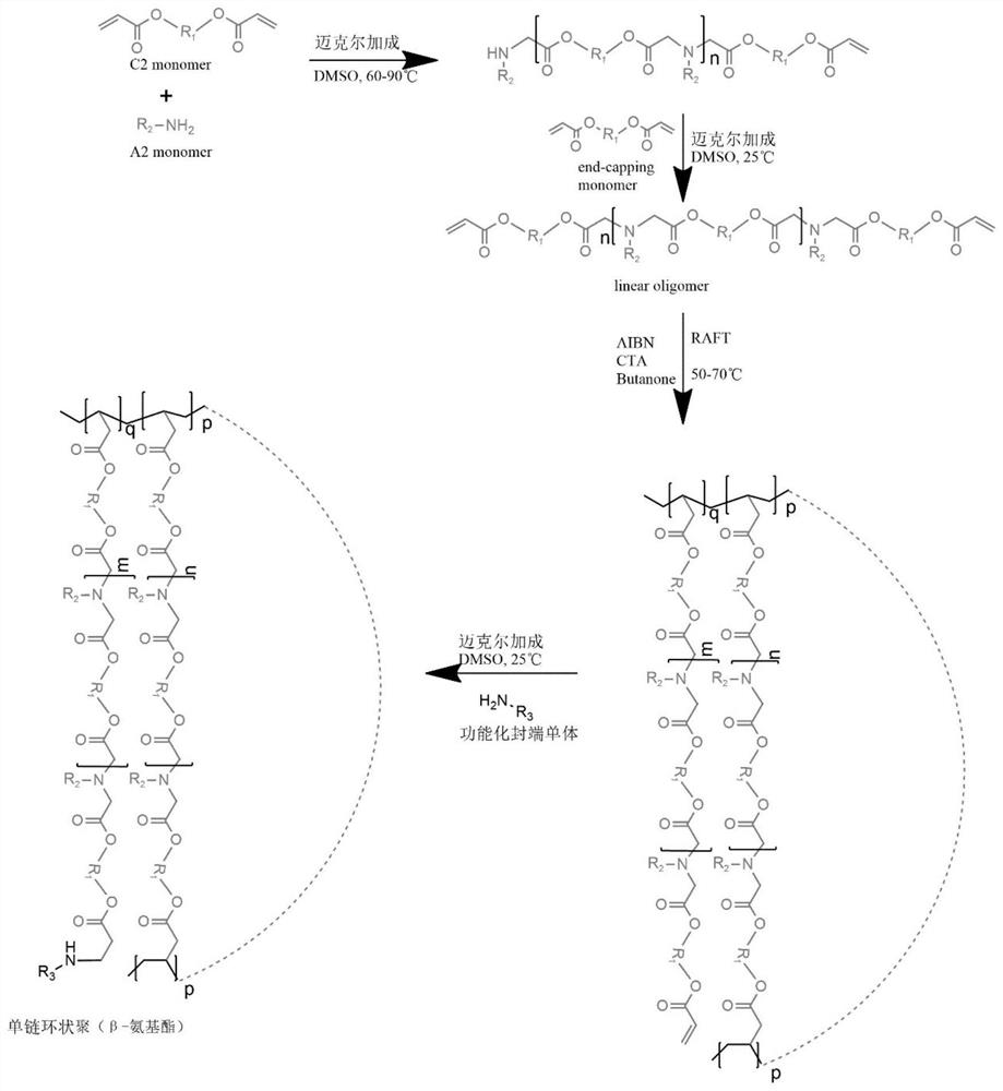 Functional single-chain cyclic poly (beta-amino ester) as well as preparation method and gene delivery drug application thereof